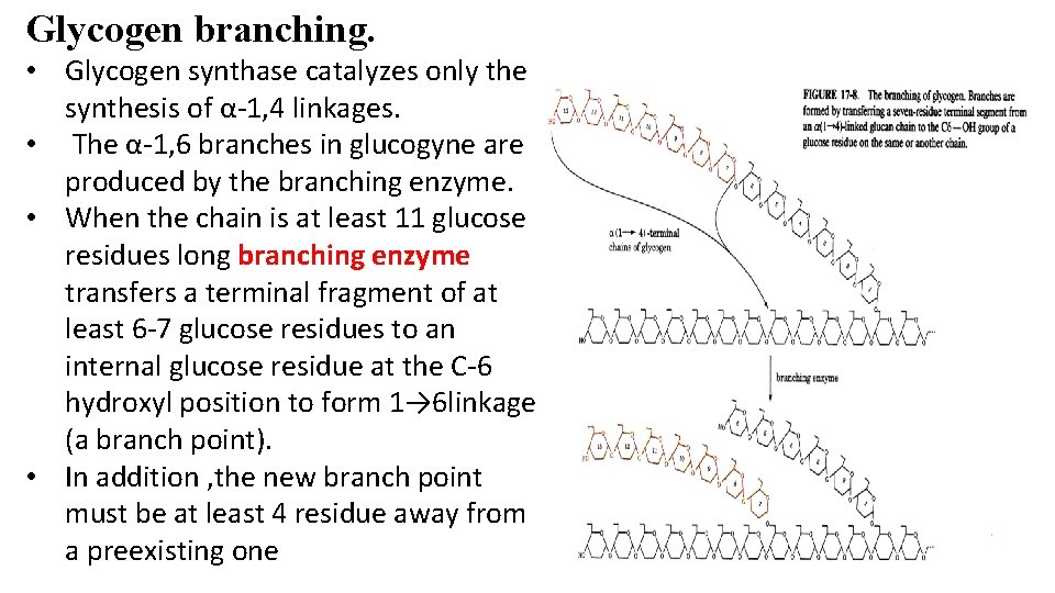 Glycogen branching. • Glycogen synthase catalyzes only the synthesis of α-1, 4 linkages. •