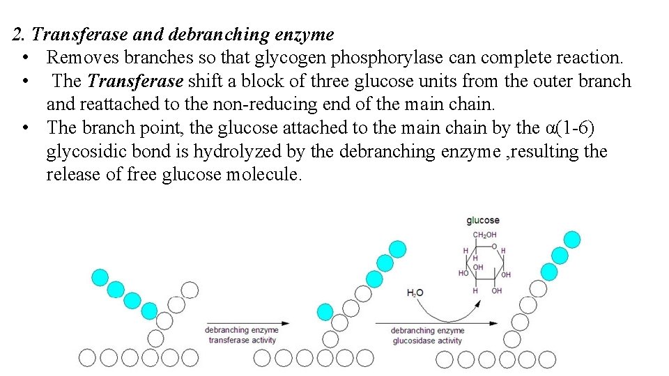 2. Transferase and debranching enzyme • Removes branches so that glycogen phosphorylase can complete