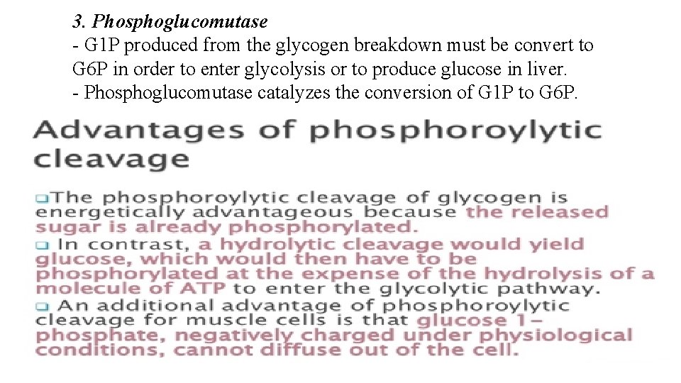3. Phosphoglucomutase - G 1 P produced from the glycogen breakdown must be convert