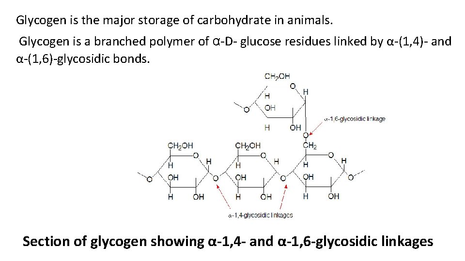Glycogen is the major storage of carbohydrate in animals. Glycogen is a branched polymer