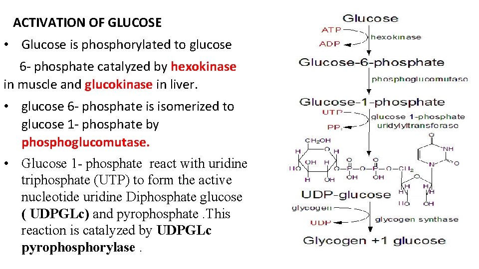 ACTIVATION OF GLUCOSE • Glucose is phosphorylated to glucose 6 - phosphate catalyzed by