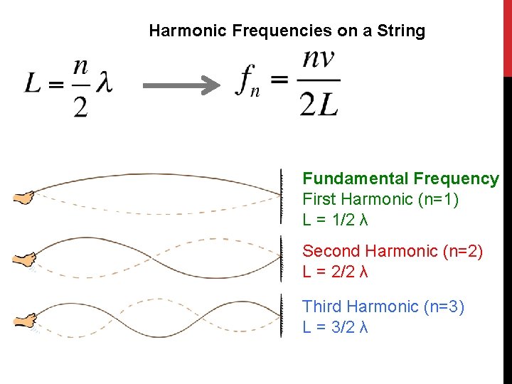Harmonic Frequencies on a String Fundamental Frequency First Harmonic (n=1) L = 1/2 λ