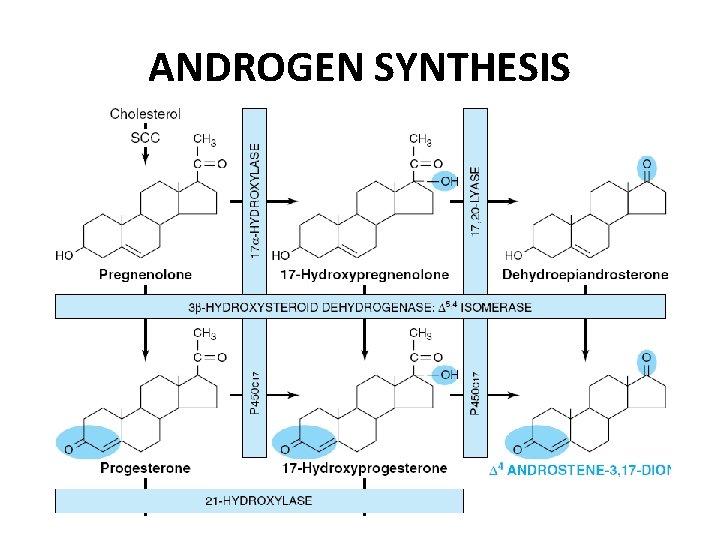 ANDROGEN SYNTHESIS 