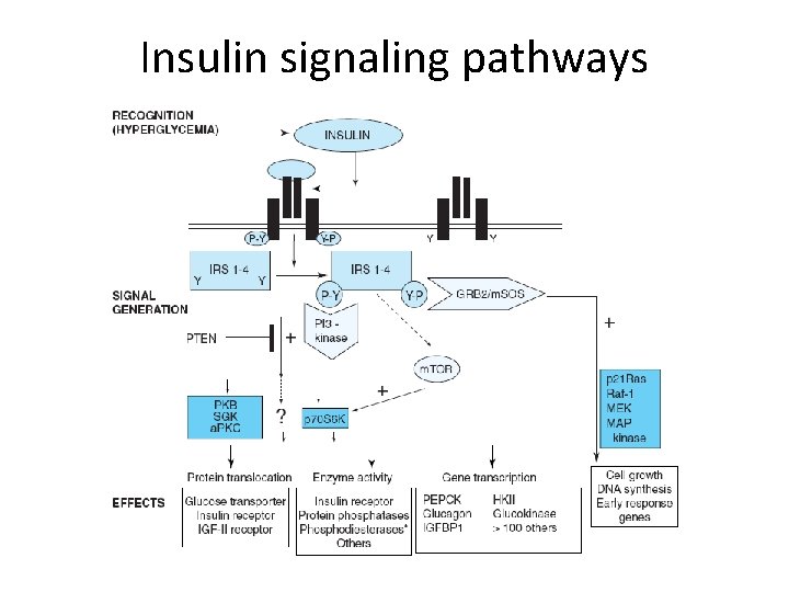 Insulin signaling pathways 