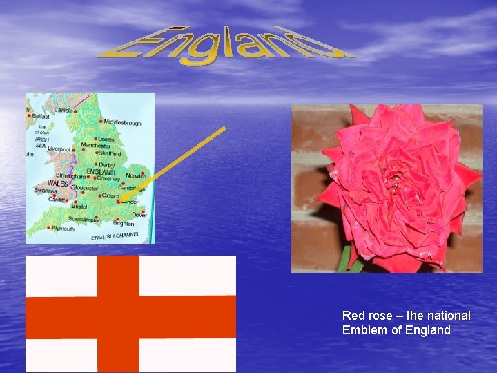 Red rose – the national Emblem of England 