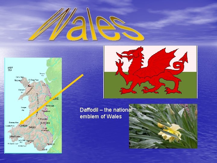 Daffodil – the national emblem of Wales 