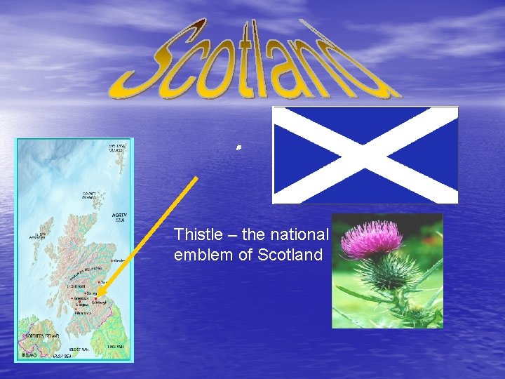 Thistle – the national emblem of Scotland 