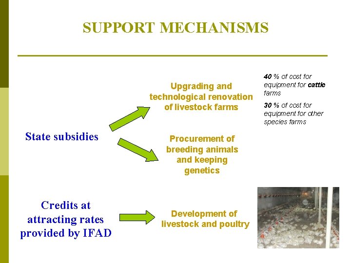 SUPPORT MECHANISMS Upgrading and technological renovation of livestock farms State subsidies Credits at attracting