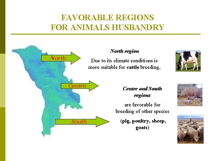 FAVORABLE REGIONS FOR ANIMALS HUSBANDRY North region North Due to its climate conditions is