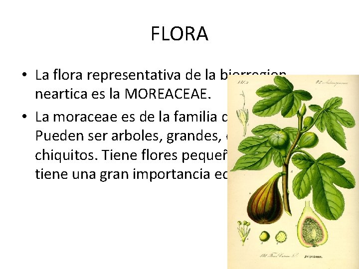 FLORA • La flora representativa de la biorregion neartica es la MOREACEAE. • La