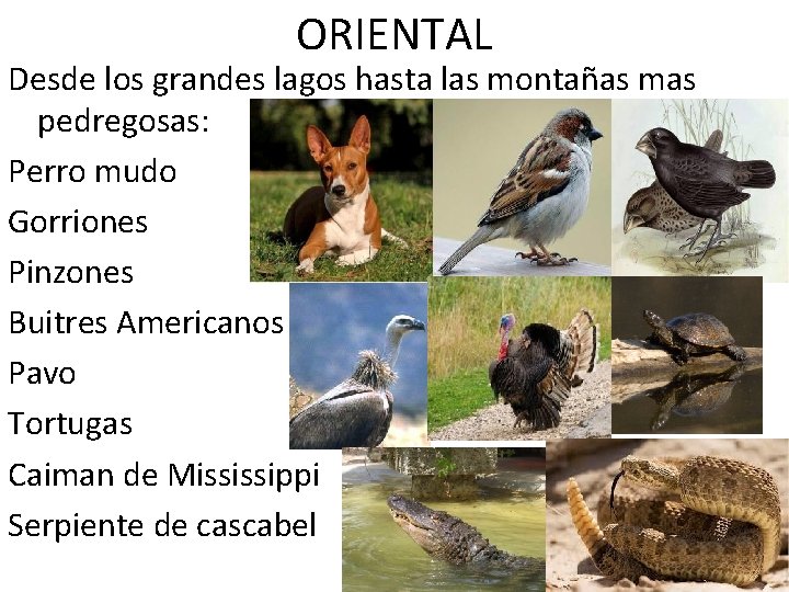 ORIENTAL Desde los grandes lagos hasta las montañas mas pedregosas: Perro mudo Gorriones Pinzones