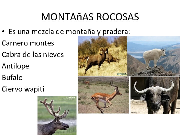 MONTAñAS ROCOSAS • Es una mezcla de montaña y pradera: Carnero montes Cabra de