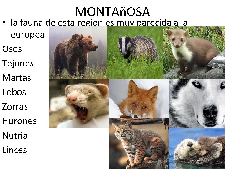 MONTAñOSA • la fauna de esta region es muy parecida a la europea Osos