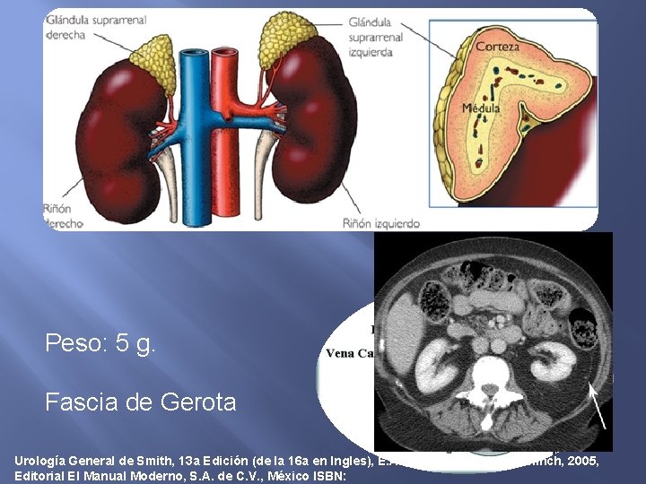 Peso: 5 g. Fascia de Gerota Urología General de Smith, 13 a Edición (de