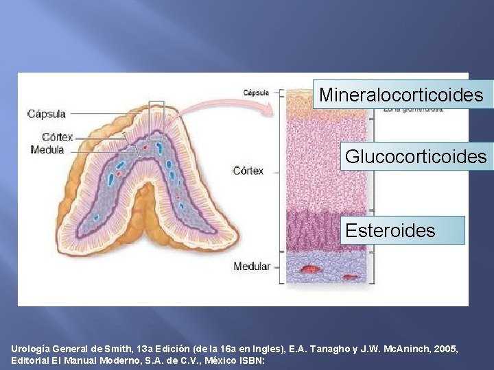 Mineralocorticoides Glucocorticoides Esteroides Urología General de Smith, 13 a Edición (de la 16 a