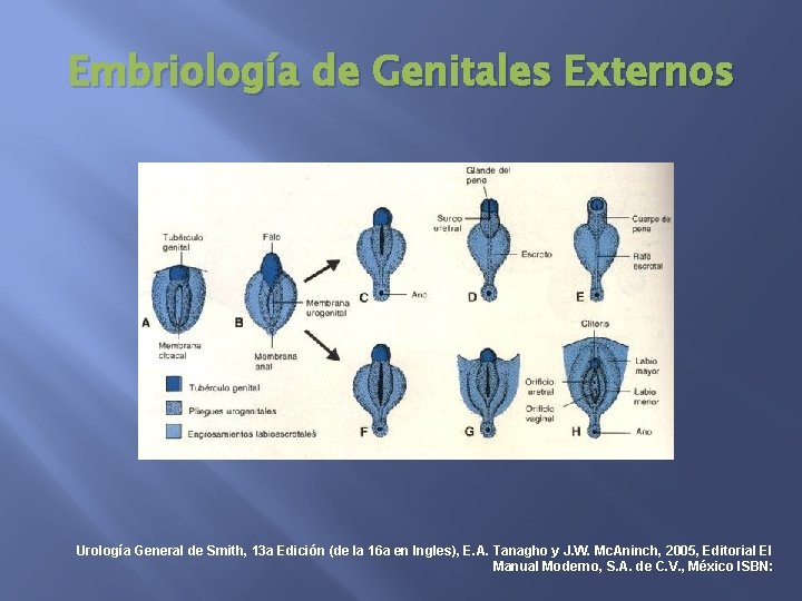 Embriología de Genitales Externos Urología General de Smith, 13 a Edición (de la 16