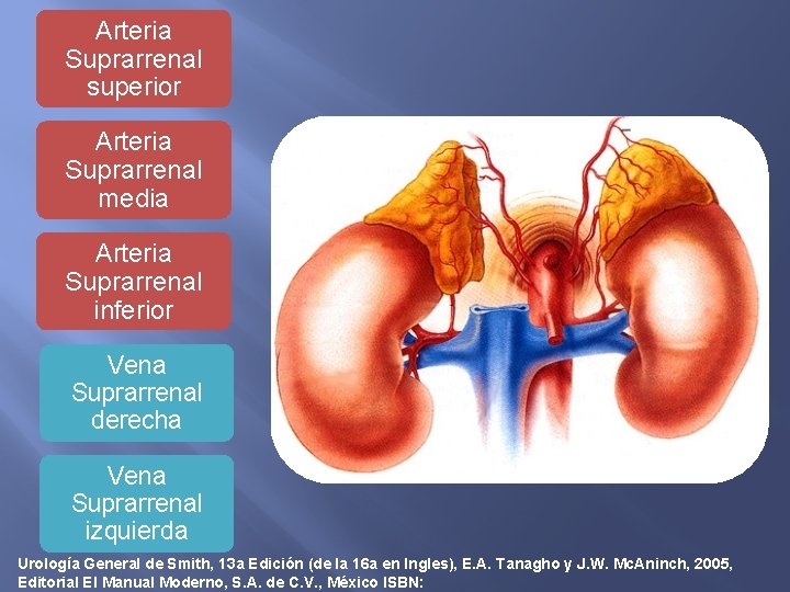 Arteria Suprarrenal superior Arteria Suprarrenal media Arteria Suprarrenal inferior Vena Suprarrenal derecha Vena Suprarrenal