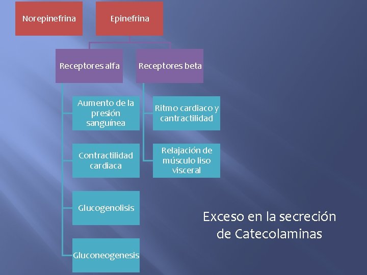 Norepinefrina Epinefrina Receptores alfa Receptores beta Aumento de la presión sanguínea Ritmo cardiaco y