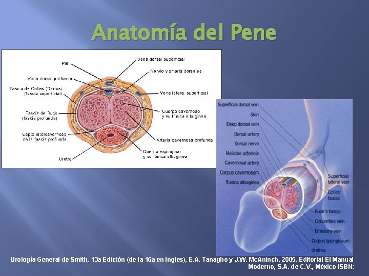 Anatomía del Pene Urología General de Smith, 13 a Edición (de la 16 a