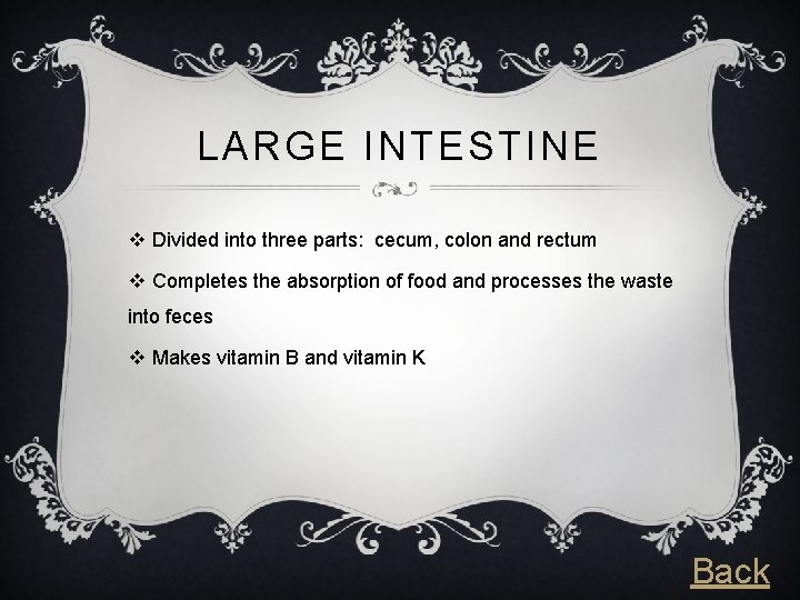 LARGE INTESTINE v Divided into three parts: cecum, colon and rectum v Completes the