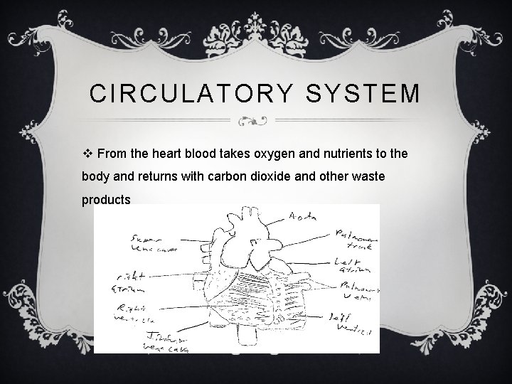 CIRCULATORY SYSTEM v From the heart blood takes oxygen and nutrients to the body