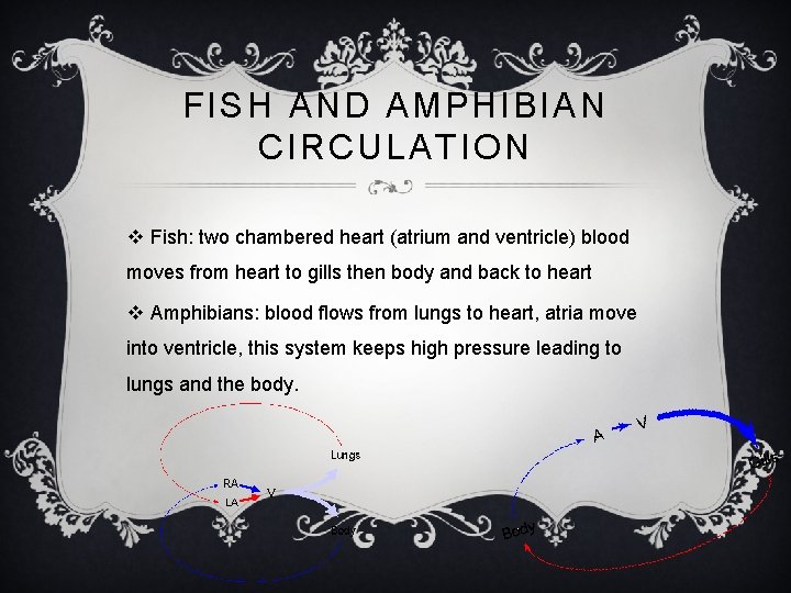 FISH AND AMPHIBIAN CIRCULATION v Fish: two chambered heart (atrium and ventricle) blood moves