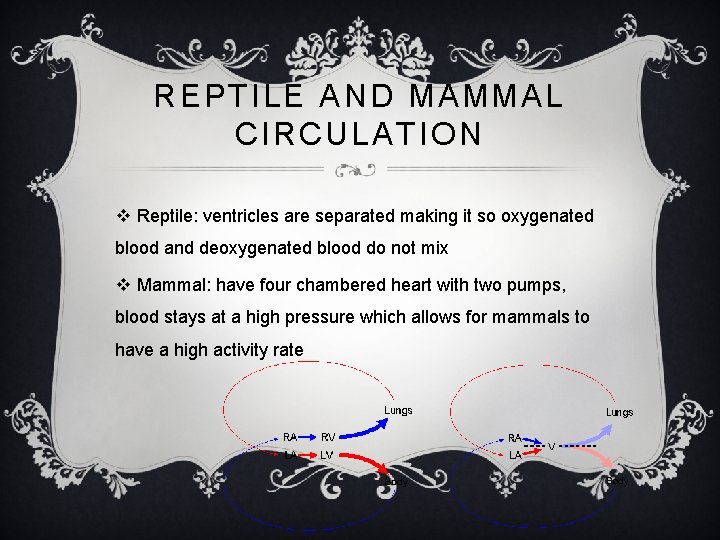 REPTILE AND MAMMAL CIRCULATION v Reptile: ventricles are separated making it so oxygenated blood