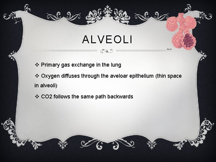 ALVEOLI v Primary gas exchange in the lung v Oxygen diffuses through the aveloar