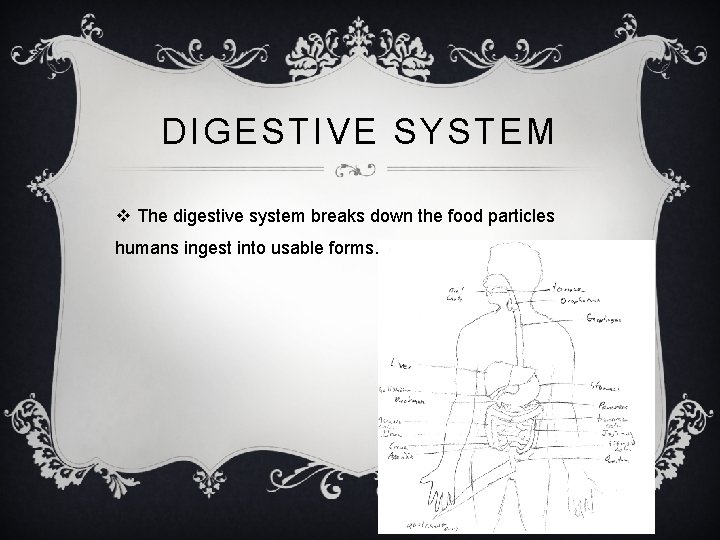 DIGESTIVE SYSTEM v The digestive system breaks down the food particles humans ingest into