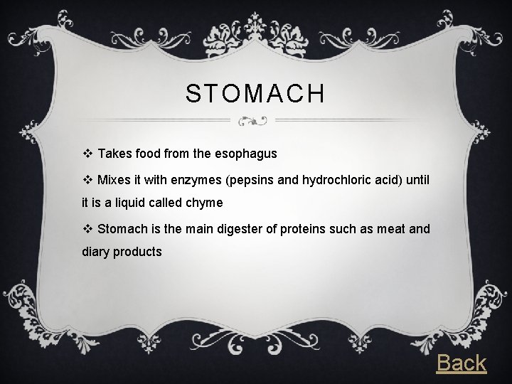 STOMACH v Takes food from the esophagus v Mixes it with enzymes (pepsins and