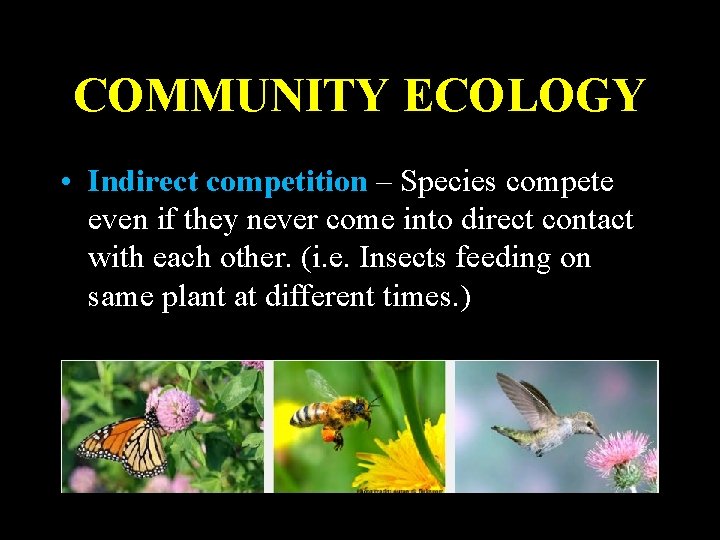 COMMUNITY ECOLOGY • Indirect competition – Species compete even if they never come into