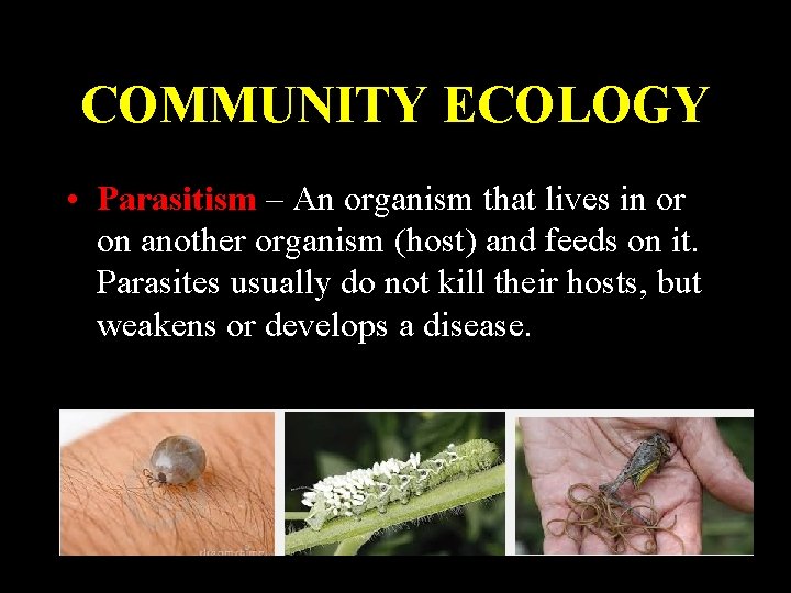 COMMUNITY ECOLOGY • Parasitism – An organism that lives in or on another organism