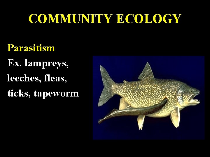 COMMUNITY ECOLOGY Parasitism Ex. lampreys, leeches, fleas, ticks, tapeworm 