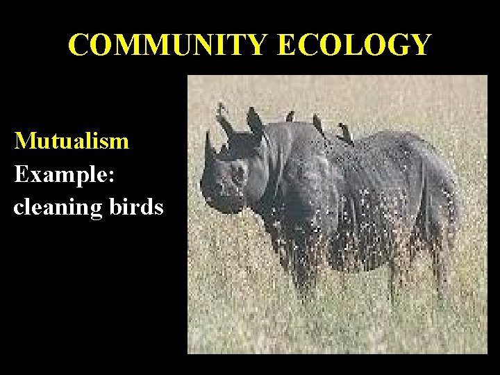 COMMUNITY ECOLOGY Mutualism Example: cleaning birds 