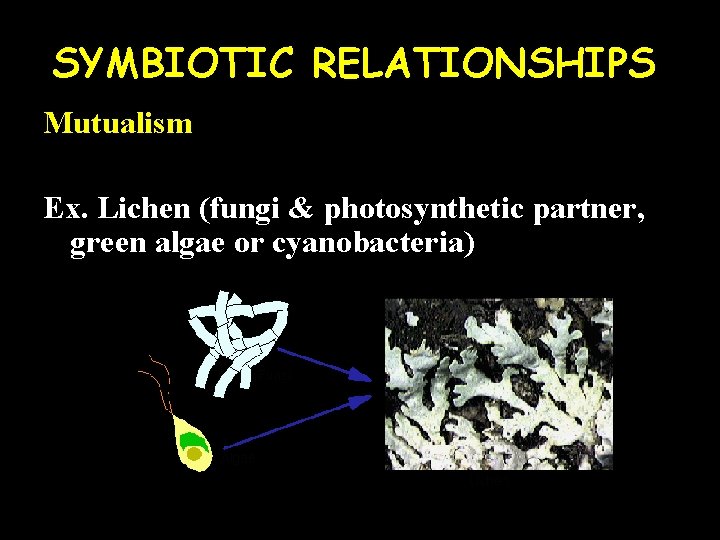 SYMBIOTIC RELATIONSHIPS Mutualism Ex. Lichen (fungi & photosynthetic partner, green algae or cyanobacteria) 