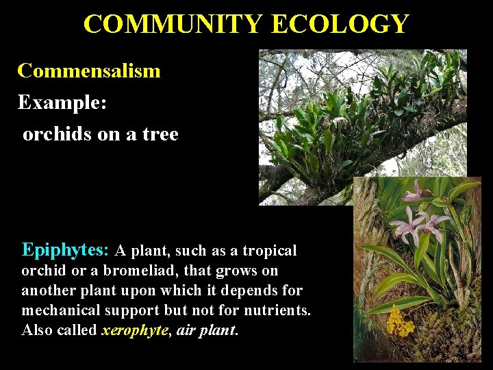 COMMUNITY ECOLOGY Commensalism Example: orchids on a tree Epiphytes: A plant, such as a