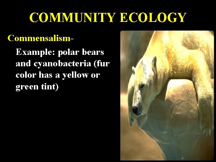 COMMUNITY ECOLOGY Commensalism. Example: polar bears and cyanobacteria (fur color has a yellow or