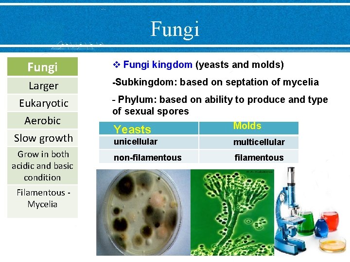 Fungi Larger Eukaryotic Aerobic Slow growth Grow in both acidic and basic condition Filamentous Fungi Larger Eukaryotic Aerobic Slow growth Grow in both acidic and basic condition Filamentous