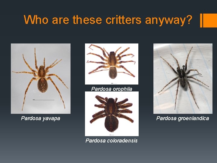 Who are these critters anyway? Pardosa orophila Pardosa yavapa Pardosa groenlandica Pardosa coloradensis Who are these critters anyway? Pardosa orophila Pardosa yavapa Pardosa groenlandica Pardosa coloradensis