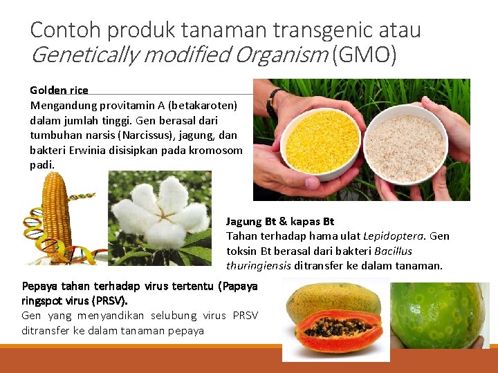 Contoh produk tanaman transgenic atau Genetically modified Organism (GMO) Golden rice Mengandung provitamin A