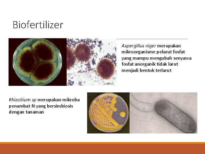 Biofertilizer Aspergillus niger merupakan mikroorganisme pelarut fosfat yang mampu mengubah senyawa fosfat anorganik tidak