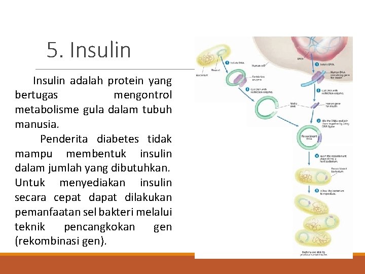 5. Insulin adalah protein yang bertugas mengontrol metabolisme gula dalam tubuh manusia. Penderita diabetes