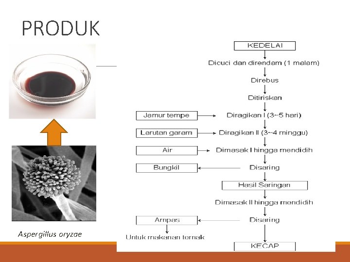 PRODUK Aspergillus oryzae 