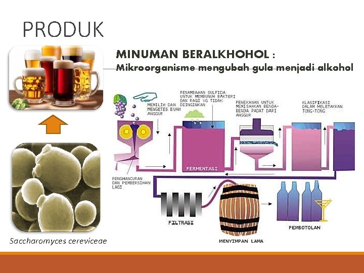 PRODUK MINUMAN BERALKHOHOL : Mikroorganisme mengubah gula menjadi alkohol Saccharomyces cereviceae 