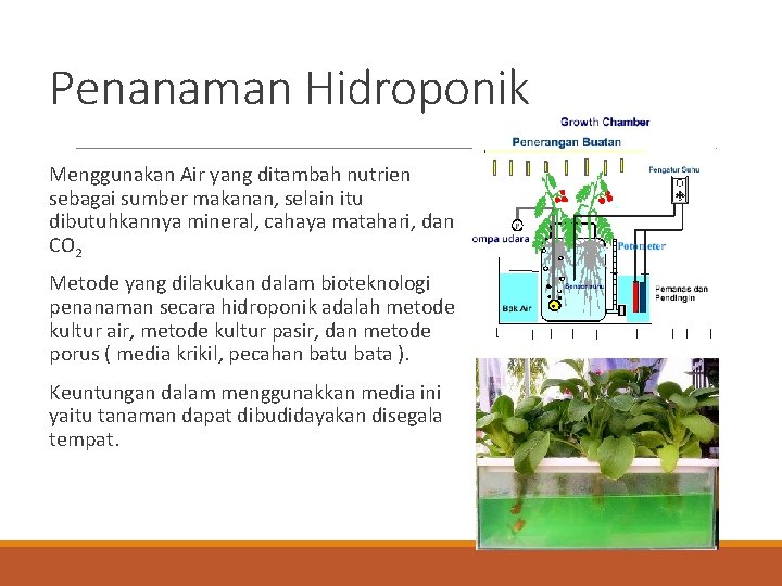 Penanaman Hidroponik Menggunakan Air yang ditambah nutrien sebagai sumber makanan, selain itu dibutuhkannya mineral,