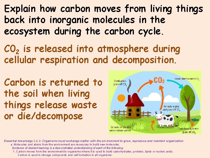 Explain how carbon moves from living things back into inorganic molecules in the ecosystem