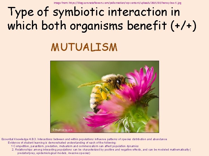 Image from: https: //blog. serenataflowers. com/pollennation/wp-content/uploads/2015/03/honey-bee-5. jpg Type of symbiotic interaction in which both