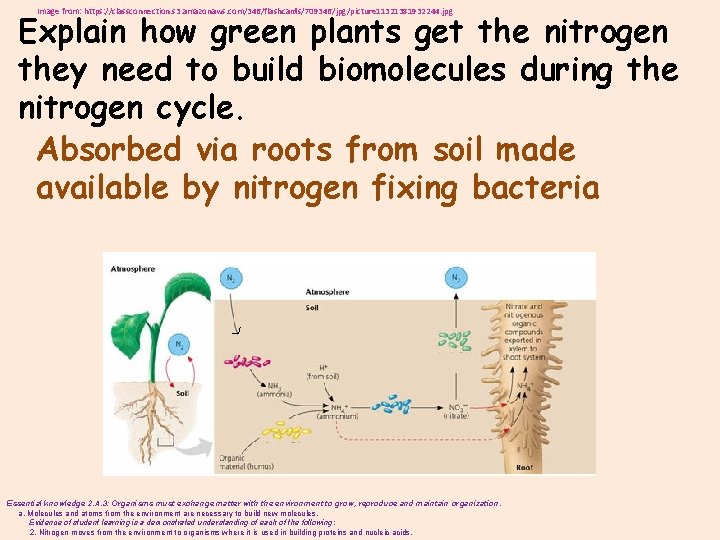 Image from: https: //classconnection. s 3. amazonaws. com/346/flashcards/709346/jpg/picture 11321381932244. jpg Explain how green plants
