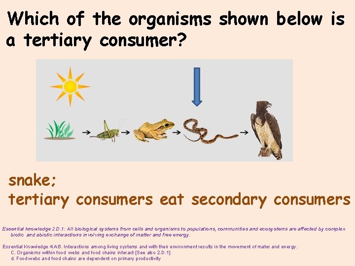 Which of the organisms shown below is a tertiary consumer? snake; tertiary consumers eat