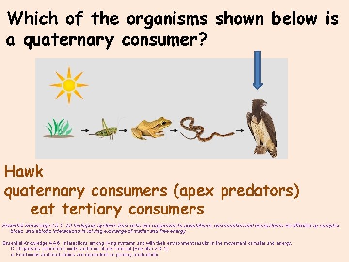 Which of the organisms shown below is a quaternary consumer? Hawk quaternary consumers (apex